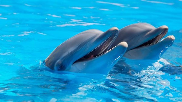 Où observer les dauphins en liberté dans les eaux de la Nouvelle-Zélande?
